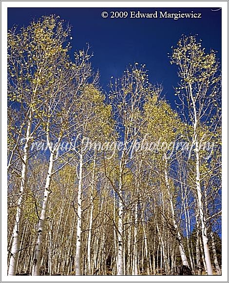 450597   Blue Skies on Boulder Mountain